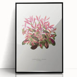 Romanticism Art: Alternanthera Leaf Botanical Canvas Print
