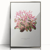 Romanticism Art: Alternanthera Leaf Botanical Canvas Print