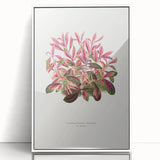 Romanticism Art: Alternanthera Leaf Botanical Canvas Print