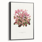 Romanticism Art: Alternanthera Leaf Botanical Canvas Print