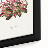 Romanticism Art: Alternanthera Leaf Botanical Canvas Print