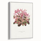 Romanticism Art: Alternanthera Leaf Botanical Canvas Print