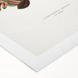 Romanticism Art: Alternanthera Leaf Botanical Canvas Print