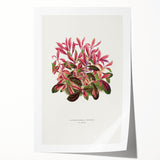 Romanticism Art: Alternanthera Leaf Botanical Canvas Print
