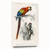 Romanticism Art: Macaw & Woodpecker Bird Illustration Canvas Print