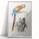 Romanticism Art: Macaw & Woodpecker Bird Illustration Canvas Print