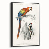 Romanticism Art: Macaw & Woodpecker Bird Illustration Canvas Print