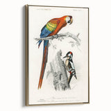 Romanticism Art: Macaw & Woodpecker Bird Illustration Canvas Print