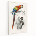 Romanticism Art: Macaw & Woodpecker Bird Illustration Canvas Print