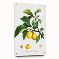 Neoclassical Art Print: Sainte-Catherine Plum - Classic Botanical Art