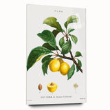 Neoclassical Art Print: Sainte-Catherine Plum - Classic Botanical Art
