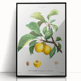 Neoclassical Art Print: Sainte-Catherine Plum - Classic Botanical Art