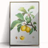 Neoclassical Art Print: Sainte-Catherine Plum - Classic Botanical Art