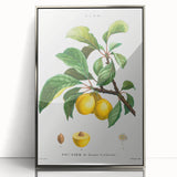 Neoclassical Art Print: Sainte-Catherine Plum - Classic Botanical Art