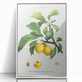 Neoclassical Art Print: Sainte-Catherine Plum - Classic Botanical Art