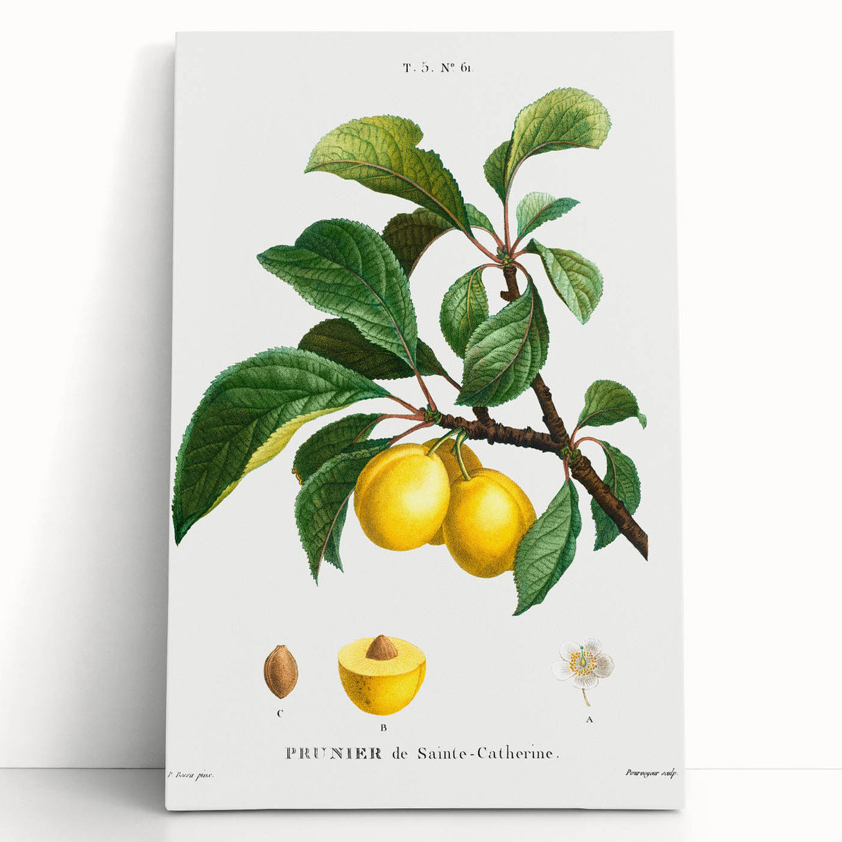 Neoclassical Art Print: Sainte-Catherine Plum - Classic Botanical Art