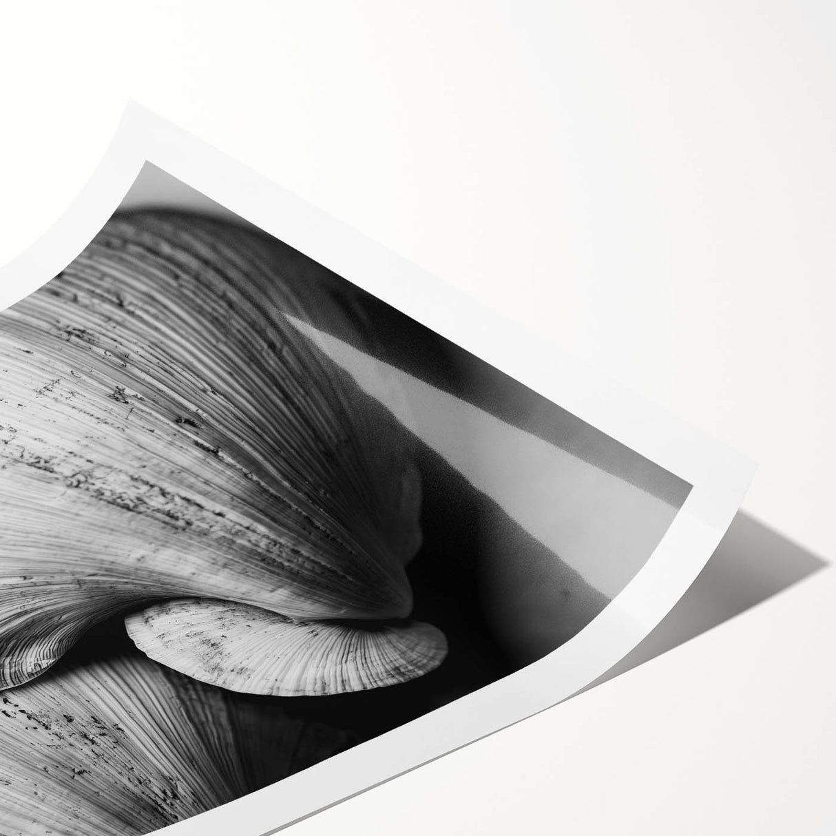 Extra large rolled print featuring line art flowers in black on a white background, ideal for large living room wall art.