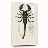 Romanticism Art: Emperor Scorpion Illustration Canvas Print