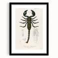Romanticism Art: Emperor Scorpion Illustration Canvas Print