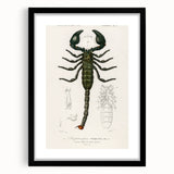 Romanticism Art: Emperor Scorpion Illustration Canvas Print