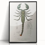 Romanticism Art: Emperor Scorpion Illustration Canvas Print