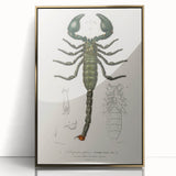 Romanticism Art: Emperor Scorpion Illustration Canvas Print