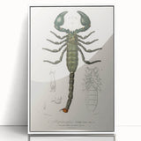 Romanticism Art: Emperor Scorpion Illustration Canvas Print