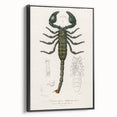 Romanticism Art: Emperor Scorpion Illustration Canvas Print