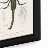 Romanticism Art: Emperor Scorpion Illustration Canvas Print