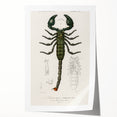 Romanticism Art: Emperor Scorpion Illustration Canvas Print