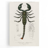 Romanticism Art: Emperor Scorpion Illustration Canvas Print