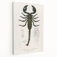 Romanticism Art: Emperor Scorpion Illustration Canvas Print