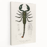 Romanticism Art: Emperor Scorpion Illustration Canvas Print