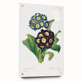 Neoclassical Art Prints: Primula Auricula (1827) by Pierre-Joseph Redouté