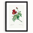 Neoclassical Art Prints: Purple Mallow by Pierre-Joseph Redouté