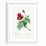 Neoclassical Art Prints: Purple Mallow by Pierre-Joseph Redouté