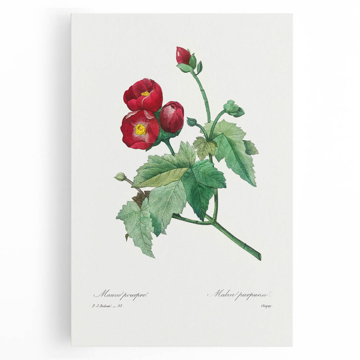 Neoclassical Art Prints: Purple Mallow by Pierre-Joseph Redouté
