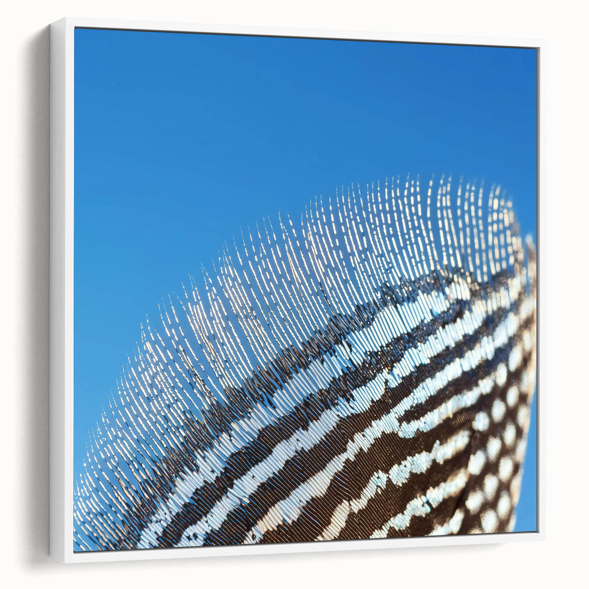 Vintage poster art of a zebra on a white framed canvas, featuring black and colorful art.