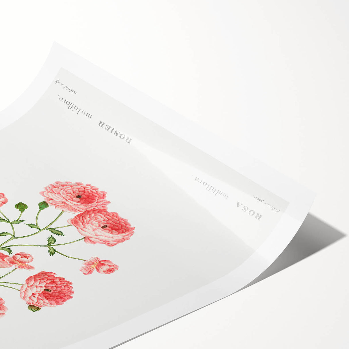 Neoclassical Art Prints: Rambler Rose (Rosa Multiflora) by Redouté