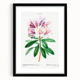 Neoclassical Art Prints: Rhododendron Ponticum by Pierre-Joseph Redouté