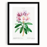 Neoclassical Art Prints: Rhododendron Ponticum by Pierre-Joseph Redouté