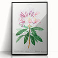 Neoclassical Art Prints: Rhododendron Ponticum by Pierre-Joseph Redouté