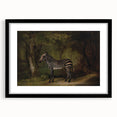 Realism Wildlife Art Print | Zebra in Forest by George Stubbs | Fine Decor