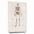 Romanticism Art: Human Skeleton Anatomical Illustration Canvas Print