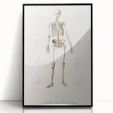 Romanticism Art: Human Skeleton Anatomical Illustration Canvas Print