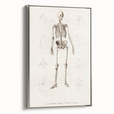 Romanticism Art: Human Skeleton Anatomical Illustration Canvas Print