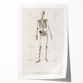 Romanticism Art: Human Skeleton Anatomical Illustration Canvas Print