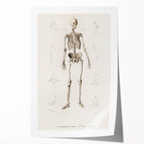 Romanticism Art: Human Skeleton Anatomical Illustration Canvas Print
