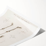 Romanticism Art: Human Skeleton Anatomical Illustration Canvas Print