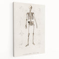 Romanticism Art: Human Skeleton Anatomical Illustration Canvas Print